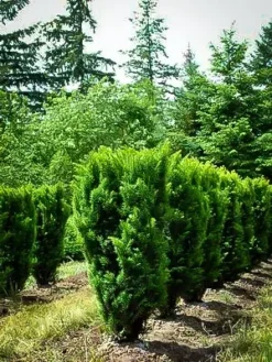 Columnar English Yew 7 Columnar English Yew -The Tree Center Store columnar english yew 3 jpg webp