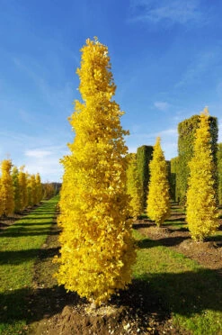 Columnar Ginkgo Tree