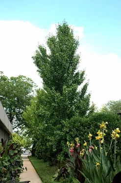 Columnar Ginkgo Tree -The Tree Center Store columnar ginkgo tree 2 1 jpg webp