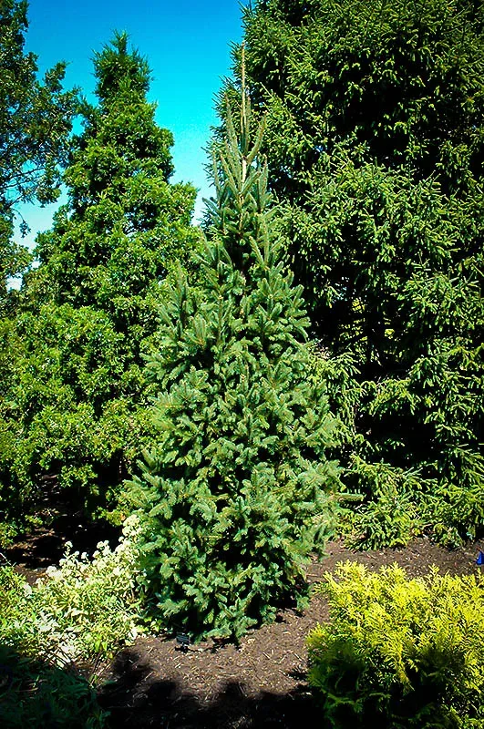 Columnar Norway Spruce 2 Columnar Norway Spruce - Image 2