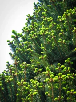 Columnar Norway Spruce