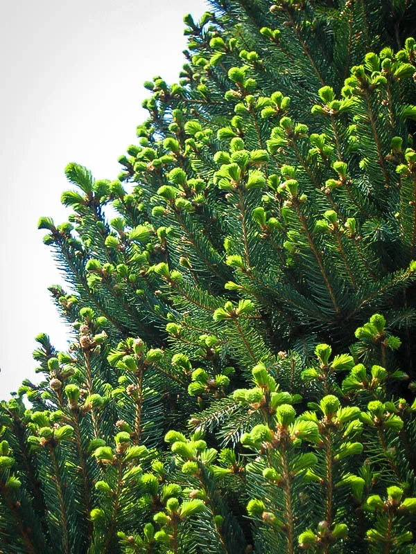 Columnar Norway Spruce 1 Columnar Norway Spruce