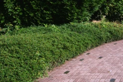 Coral Beauty Cotoneaster