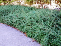 Coral Beauty Cotoneaster -The Tree Center Store coral beauty cottoneaster 3 600x450 1