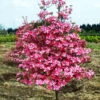 Coral Red Dogwood Tree