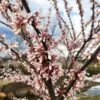 Cotton Candy® Redbud Tree