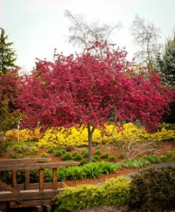 Centurion Crabapple Tree