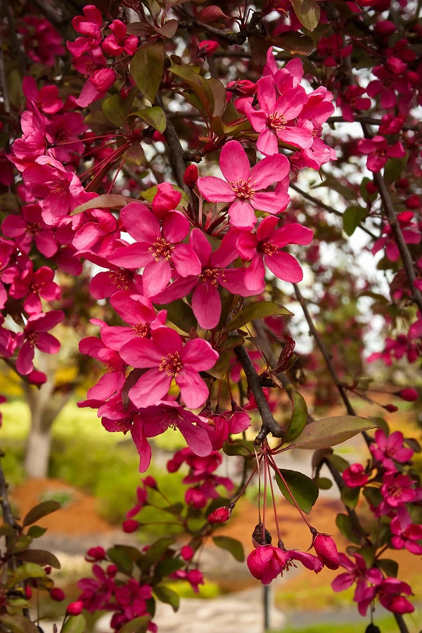 Centurion Crabapple Tree 3 Centurion Crabapple Tree - Image 3