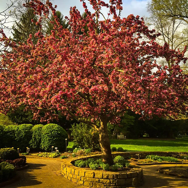 Centurion Crabapple Tree 2 Centurion Crabapple Tree - Image 2