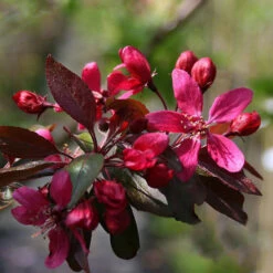 Profusion Crabapple Tree -The Tree Center Store crab flowering profusion 2 600x600 1
