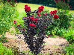 Crimson Red Black Diamond Crape Myrtle