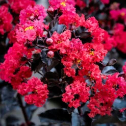 Crimson Red Black Diamond Crape Myrtle -The Tree Center Store crape myrtle black diamond crimson red 2 600x600 1