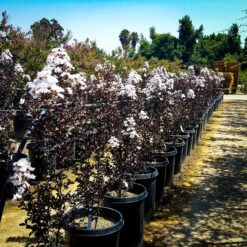 Pure White Black Diamond Crape Myrtle -The Tree Center Store crape myrtle black diamond pure white 1 scaled 600x600 1