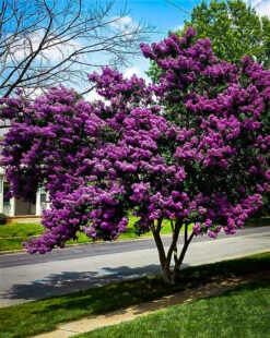 Purely Purple Black Diamond Crape Myrtle