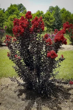 Red Hot Black Diamond Crape Myrtle -The Tree Center Store crape myrtle black diamond red hot 1 jpg webp