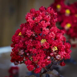 Red Hot Black Diamond Crape Myrtle -The Tree Center Store crape myrtle black diamond red hot 2 600x600 1