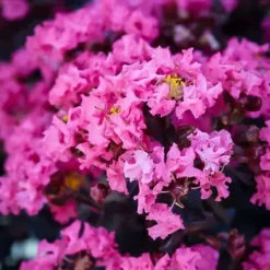 Shell Pink Black Diamond Crape Myrtle
