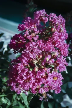 Coral Magic Crape Myrtle -The Tree Center Store crape myrtle coral magic 2 jpg webp