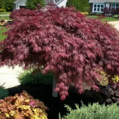 Crimson Queen Japanese Maple