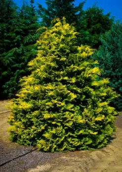 Golden Hinoki Cypress 'Crippsii' 5 Golden Hinoki Cypress 'Crippsii' -The Tree Center Store cripps hinoki cypress 1 2 jpg webp