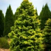 Golden Hinoki Cypress 'Crippsii'