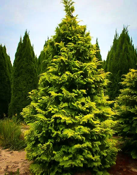 Golden Hinoki Cypress 'Crippsii' 1 Golden Hinoki Cypress 'Crippsii'