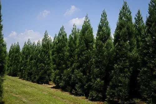 Cryptomeria Radicans 2 Cryptomeria Radicans - Image 2