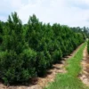 Cryptomeria Radicans