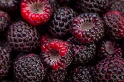 Cumberland Black Raspberry -The Tree Center Store cumberland black raspberry 1 600x400 1