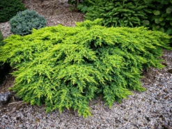 Daub's Frosted Juniper -The Tree Center Store daubs frosted juniper 1 600x450 1
