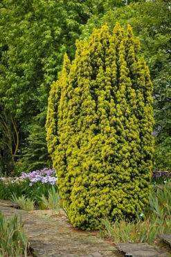 David Golden Yew -The Tree Center Store david golden yew 2 600x904 1