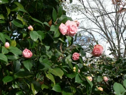Debutante Camellia -The Tree Center Store debutante camellia 2 600x451 1