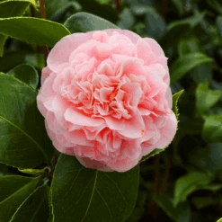 Debutante Camellia