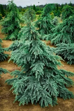 Divinely Blue Deodar Cedar