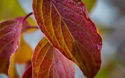 Cayenne Silky Dogwood -The Tree Center Store dogwood cayenne silky 3 600x375 1