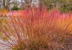 Cayenne Silky Dogwood -The Tree Center Store dogwood cayenne silky 4 600x413 1