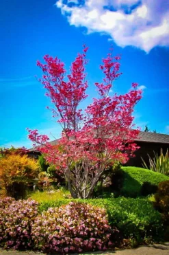 Cherokee Chief Dogwood Tree