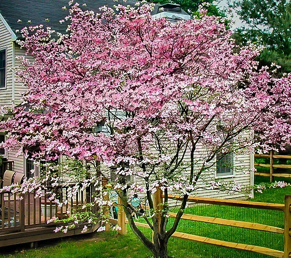 Stellar Pink® Dogwood Tree 1 Stellar Pink® Dogwood Tree