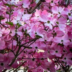 Stellar Pink® Dogwood Tree 7 Stellar Pink® Dogwood Tree -The Tree Center Store dogwood stellar pink 2 600x600 1