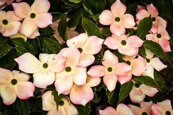 Stellar Pink® Dogwood Tree 2 Stellar Pink® Dogwood Tree - Image 2