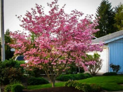 Stellar Pink® Dogwood Tree 8 Stellar Pink® Dogwood Tree -The Tree Center Store dogwood stellar pink 5 600x450 1