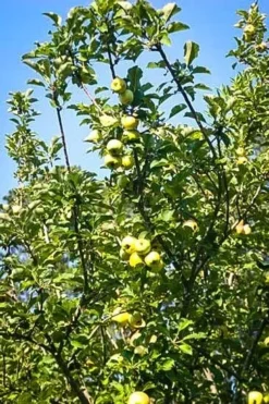 Dorsett Southern Apple Tree