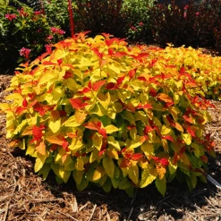 Double Play® Candy Corn Spirea -The Tree Center Store double play candy corn spirea 1