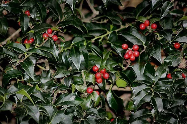 Dragon Lady Holly 3 Dragon Lady Holly - Image 3