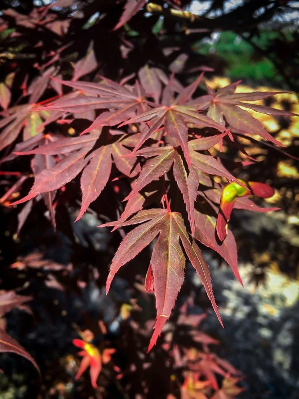 Dragon Tears™ Japanese Maple 1 Dragon Tears™ Japanese Maple
