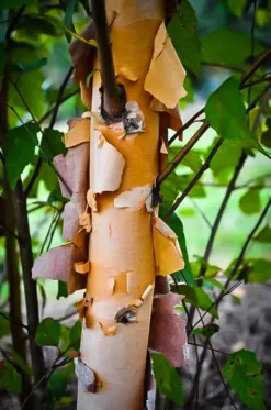 Dura Heat River Birch 6 Dura Heat River Birch -The Tree Center Store dura heat river birch 3 jpg webp