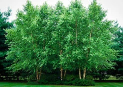 Dura Heat River Birch 7 Dura Heat River Birch -The Tree Center Store dura heat river birch 4 600x424 1