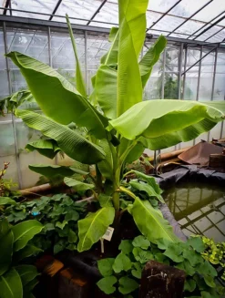 Dwarf Cavendish Banana Tree
