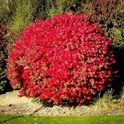 Dwarf Compact Burning Bush
