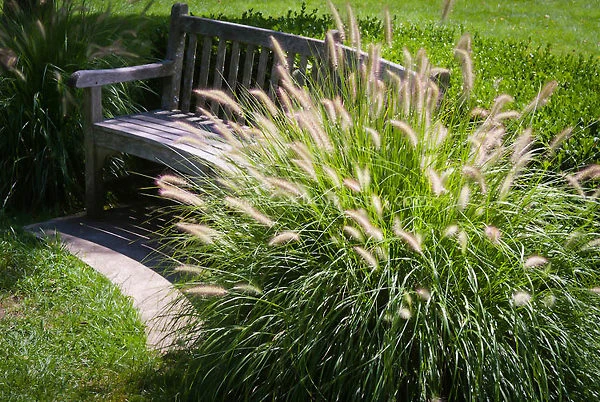 Dwarf Hameln Fountain Grass 2 Dwarf Hameln Fountain Grass - Image 2